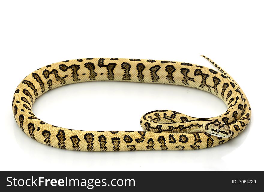 Jungle Jaguar Carpet Python (Morelia spilota cheynei) ) isolated on white background.
