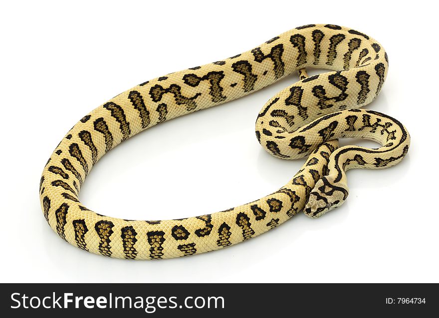 Jungle Jaguar Carpet Python (Morelia spilota cheynei) ) isolated on white background.