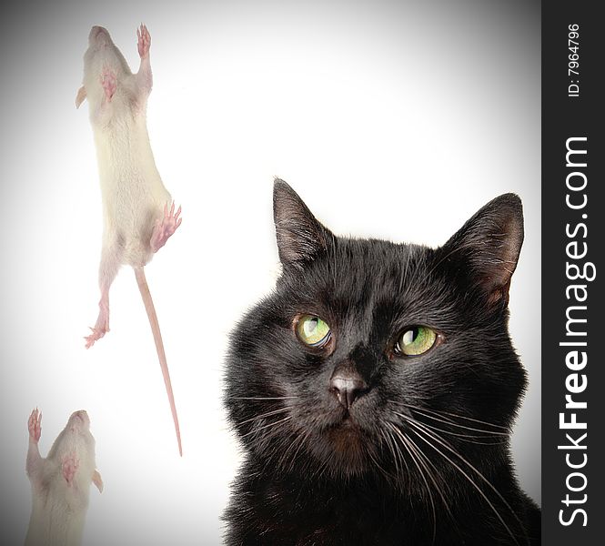 Cat and rat on a white background