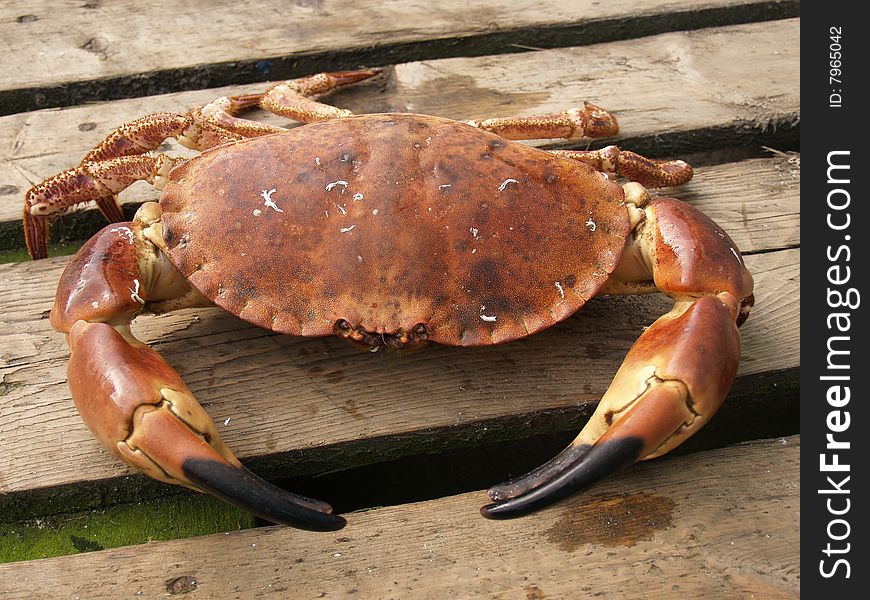 Live brown crabs for sale at food market