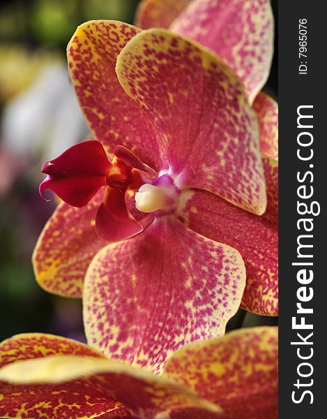 Macro of beautiful orchid flower