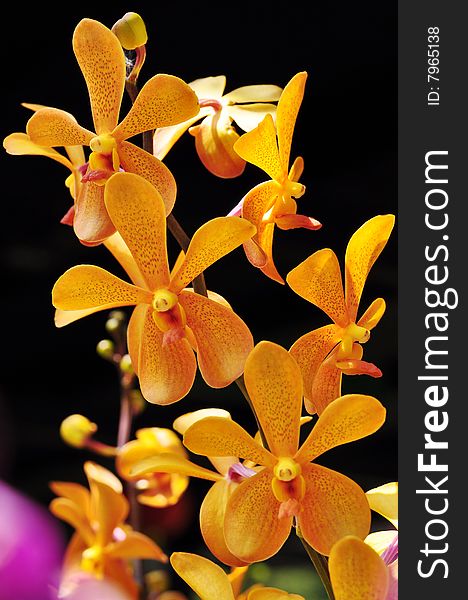 Macro of beautiful yellow orchid flowers