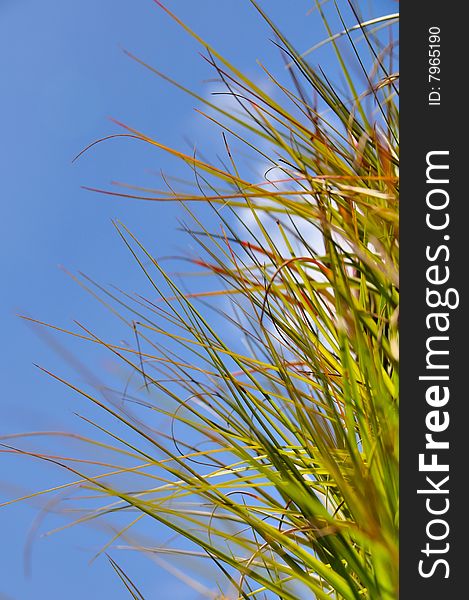Spiky grass against blue sky