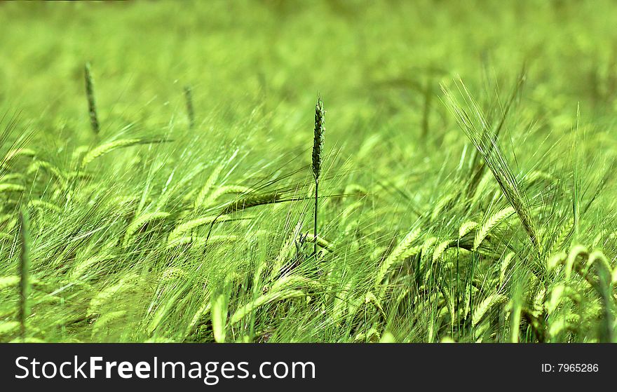 Photo of a green field. Photo of a green field