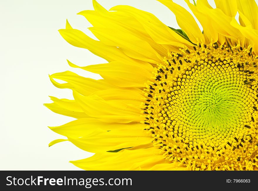 Closeup shoot of sunflower on white