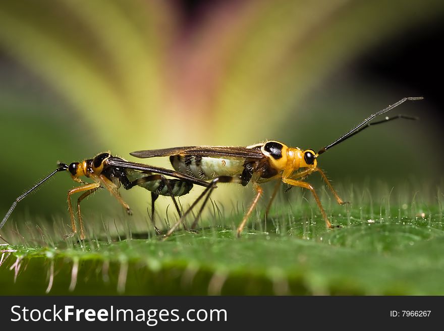 Mirid/miridae Bug Macro Mating with flower background. Mirid/miridae Bug Macro Mating with flower background