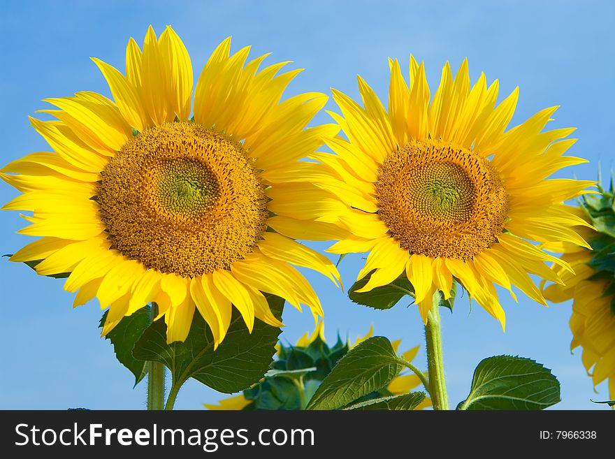Sunflower in blue sky background