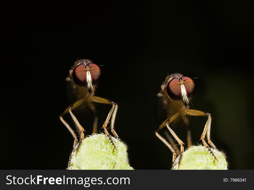 Twin Robber fly face view macro