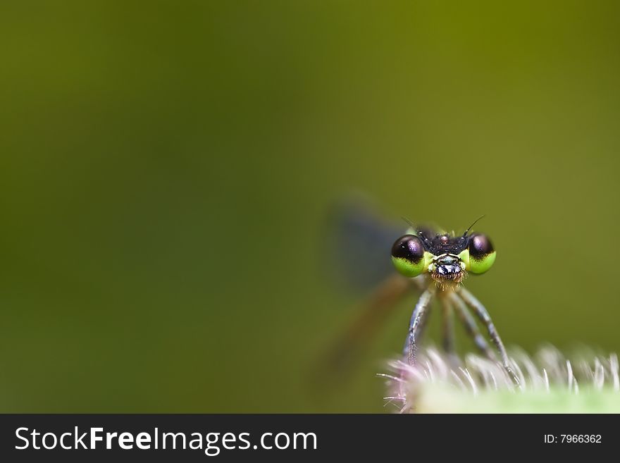 Damselfly Face with green background