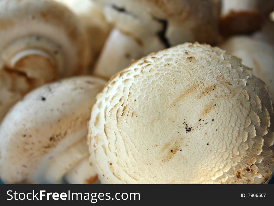 Close up of the champignon