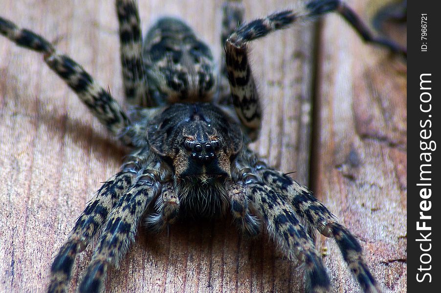 Close up look of a fishing spider. Close up look of a fishing spider