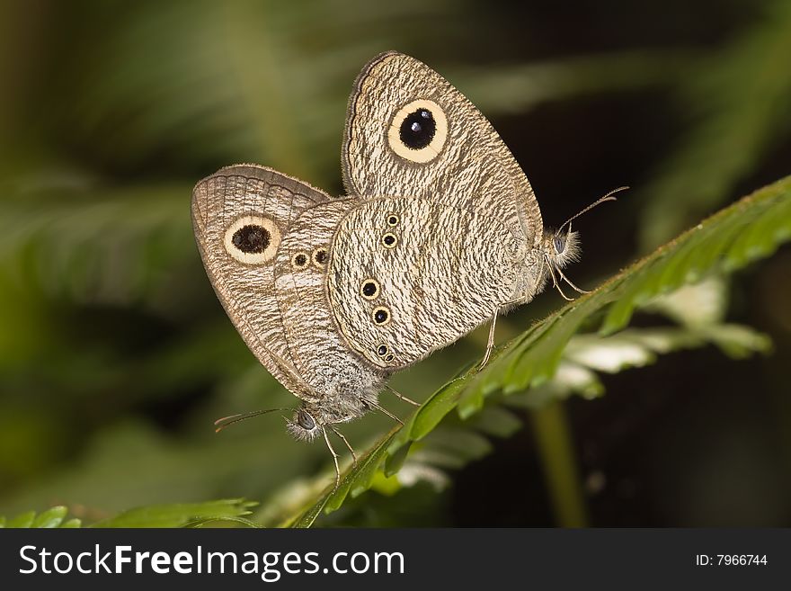 Butterfly - common five ring mating macro