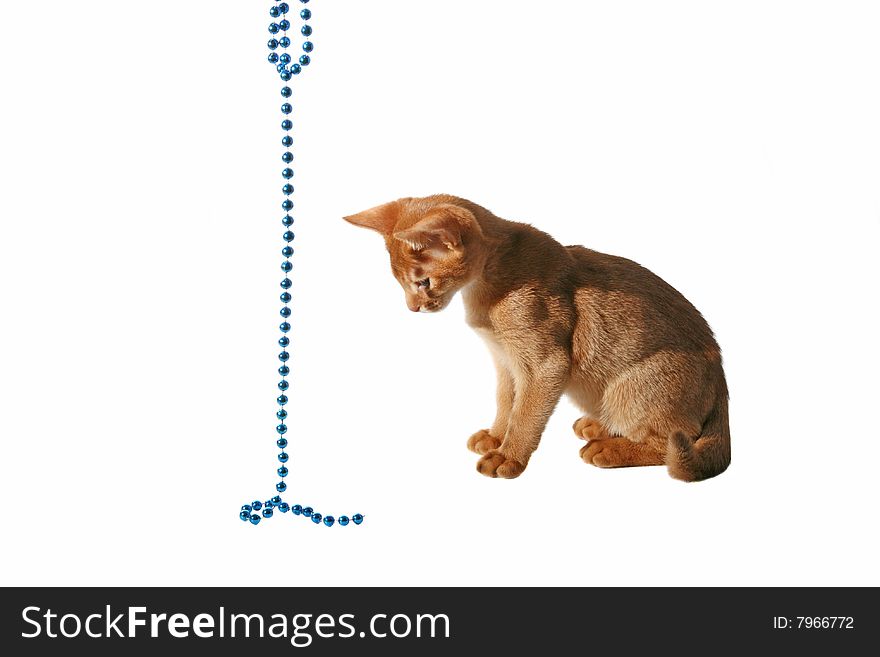 Small ridiculous cat of red color isolated. Small ridiculous cat of red color isolated