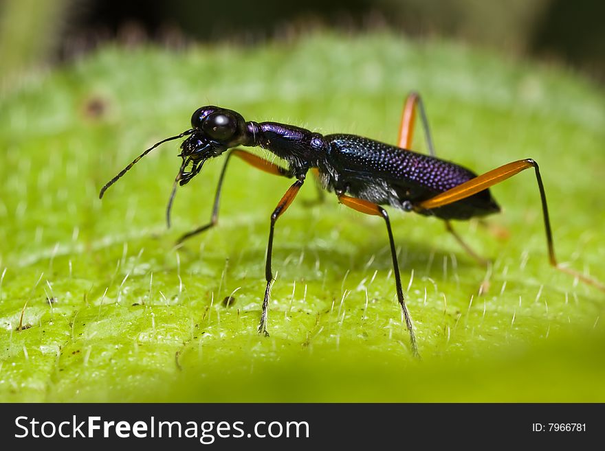 Blue Tiger Beetle Macro