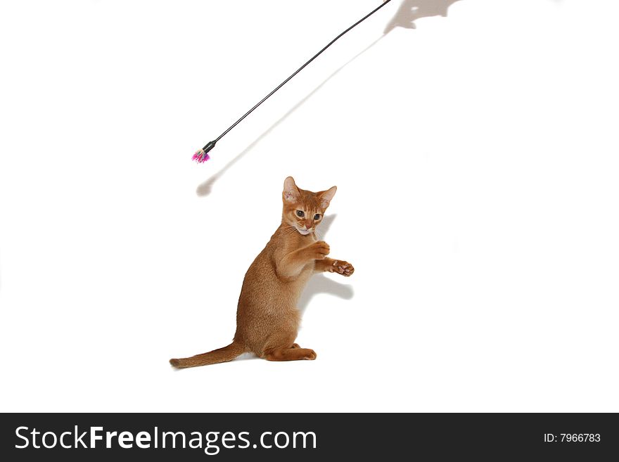 Small ridiculous cat of red color isolated. Small ridiculous cat of red color isolated