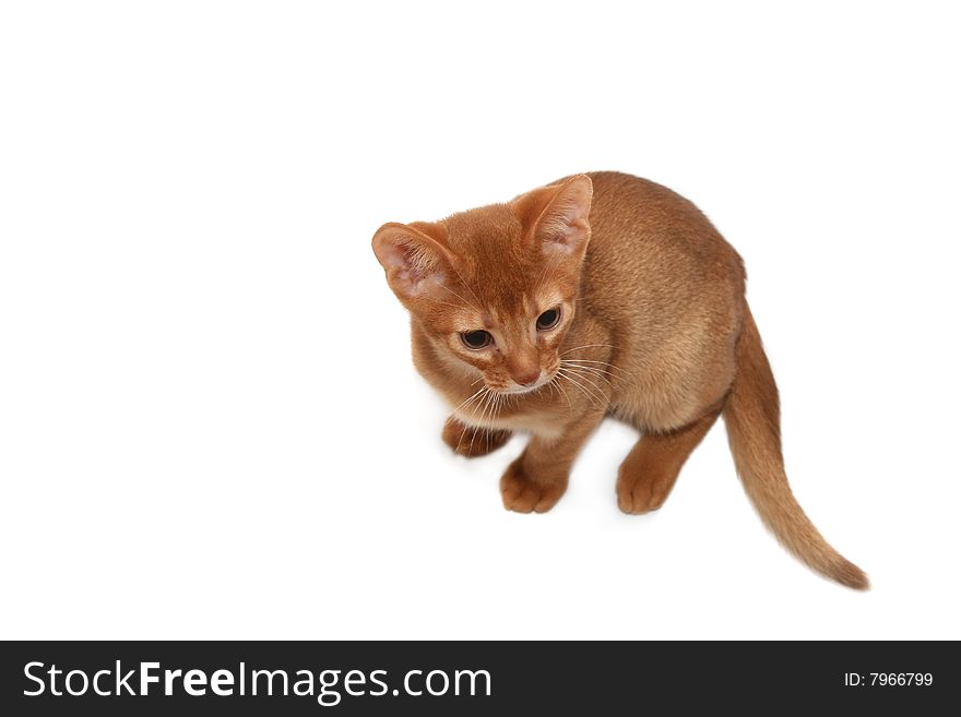 Small ridiculous cat of red color isolated