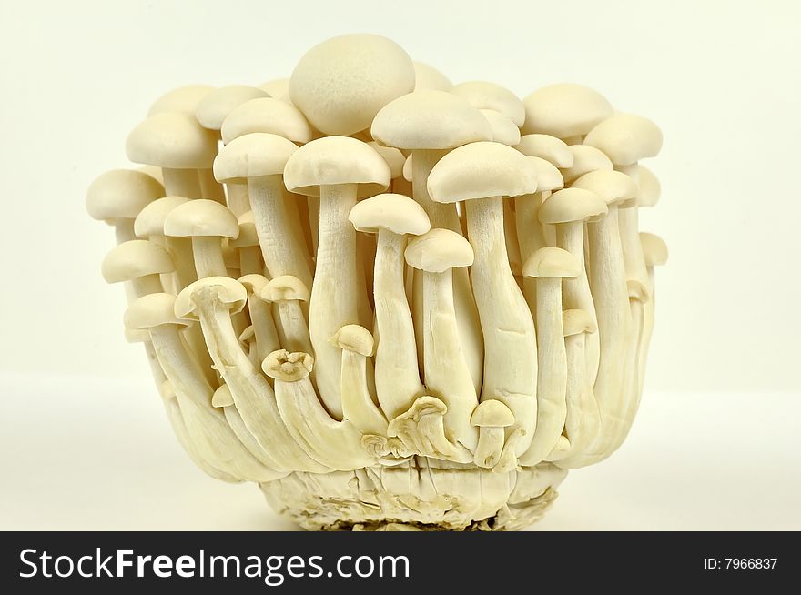 An elegant bunch of beach mushrooms isolated over white background. An elegant bunch of beach mushrooms isolated over white background