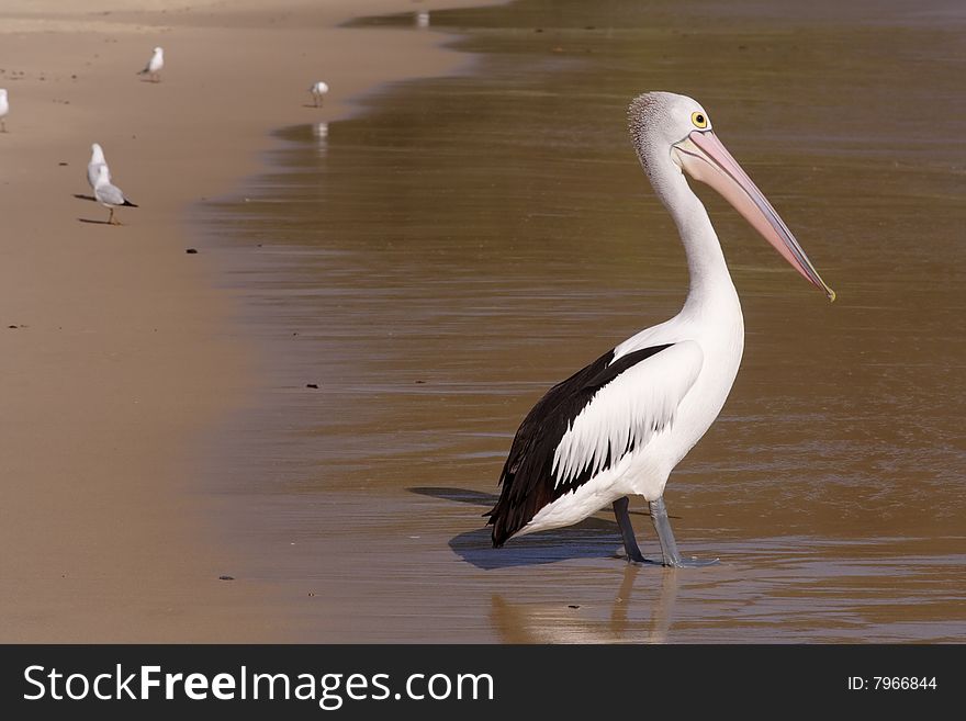 Huge pelican ready to fish, Eastern Australia