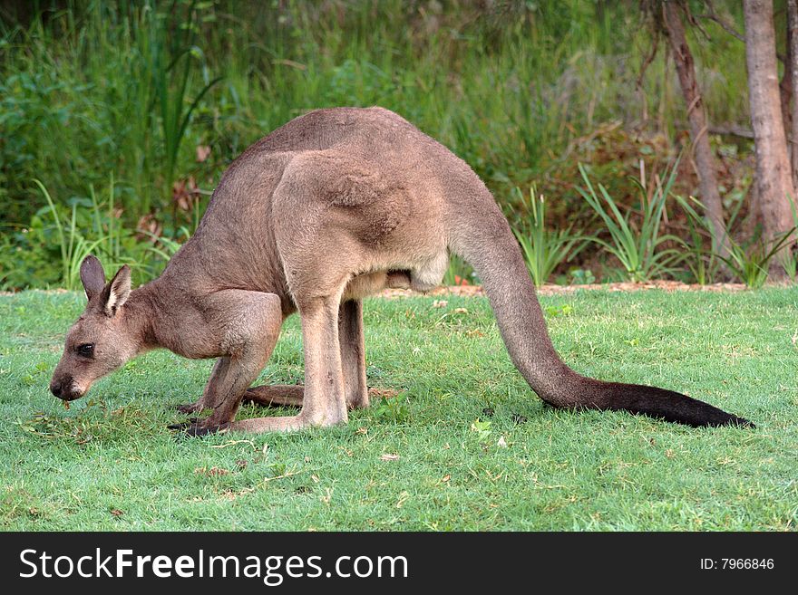 Red kangaroo, the largest species