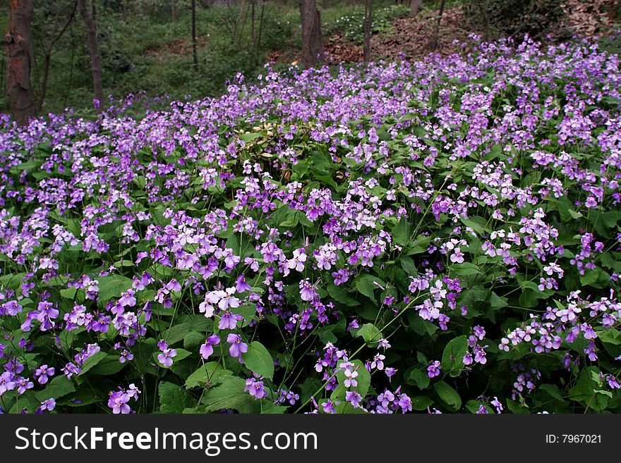 Violet flower, purple flower, Nanjing, China