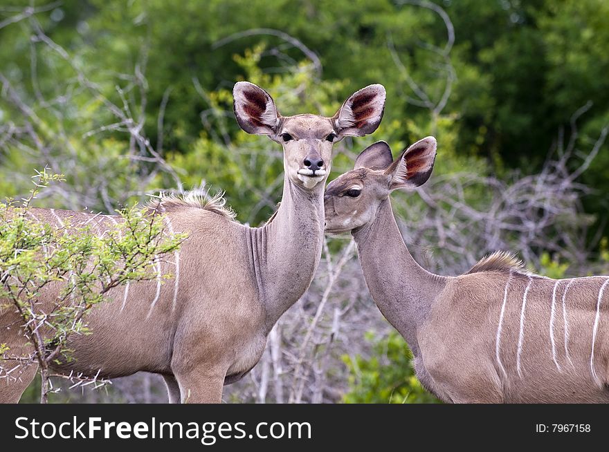 Kudu mother with her cub