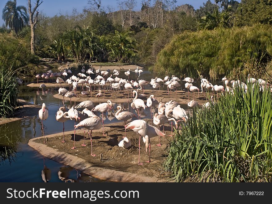 This is a picture of flamingoes on an S curve by a winding river. This is a picture of flamingoes on an S curve by a winding river