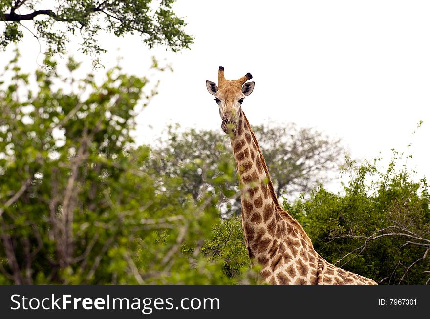 Giraffes in