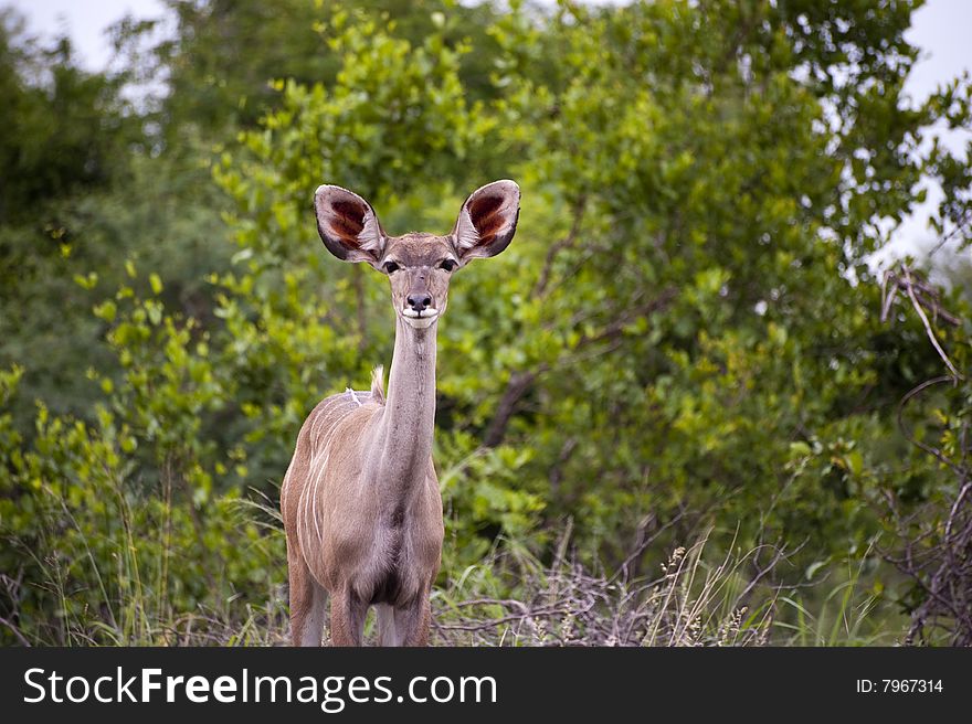 Female Kudu