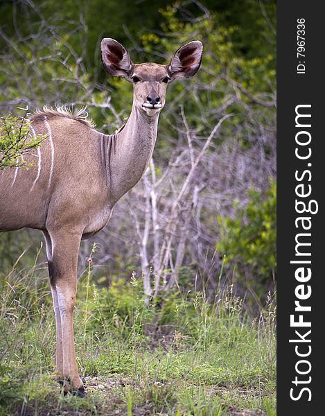 A female kudu, a large species of antelope, on a South African game farm