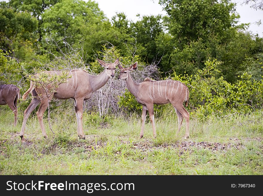 Kudu mother with her cub