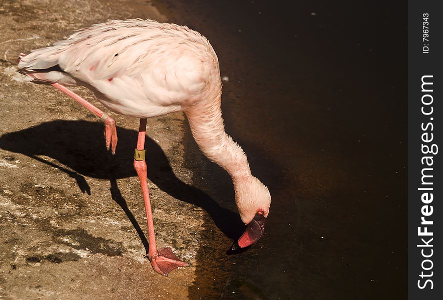 This is a picture of a flamingo taking a drink