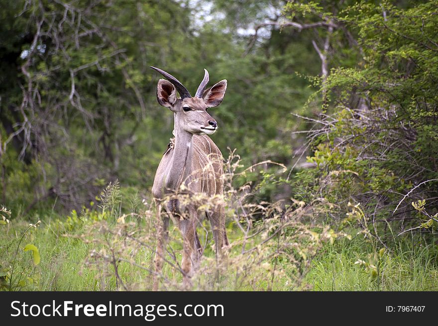 Young Male kudu in Kruger National Park