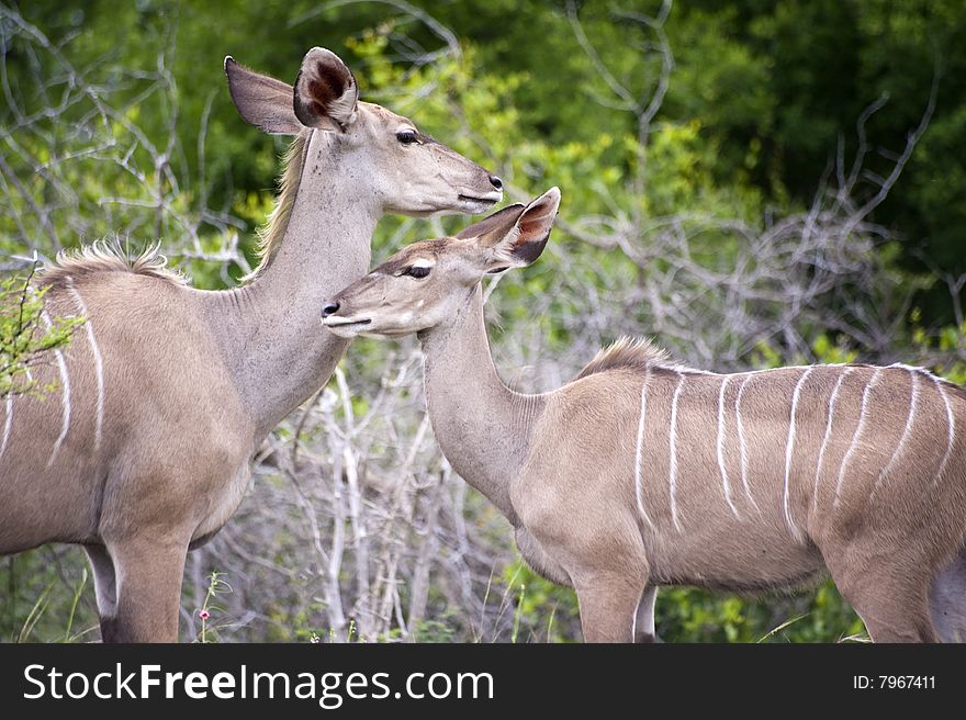 Kudu mother with her cub