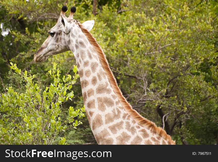Giraffes in Kruger Park, South Africa