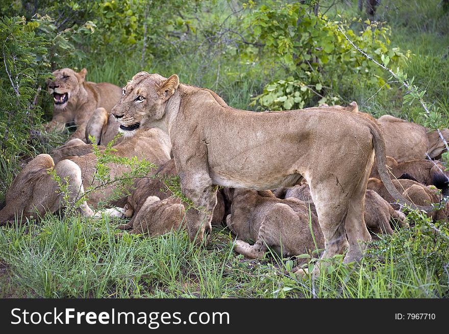 Lion family eating their prey, Kruger Park