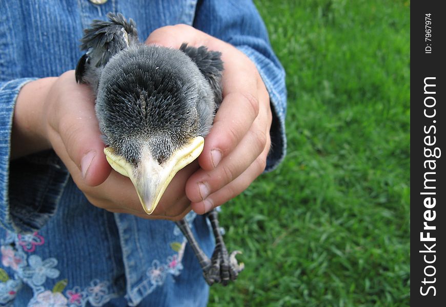 Nestling in children's hands