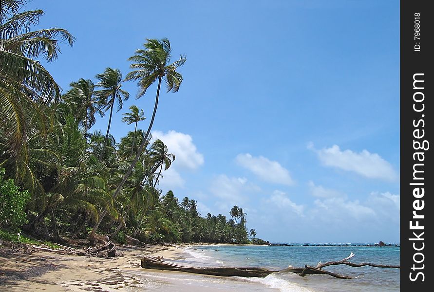 Beautiful tropical exotic palm beach view. Beautiful tropical exotic palm beach view