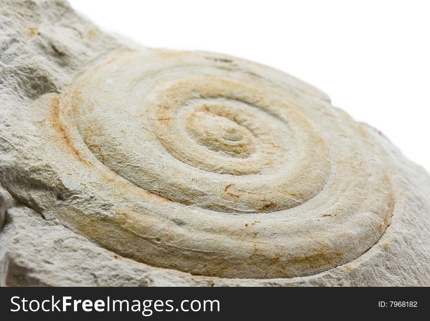 A close-up of a fossil surrounded by rock with a white background