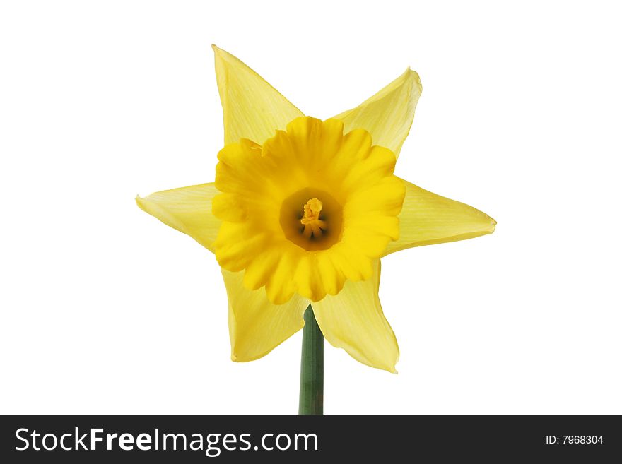 Single daffodil flower isolated on white