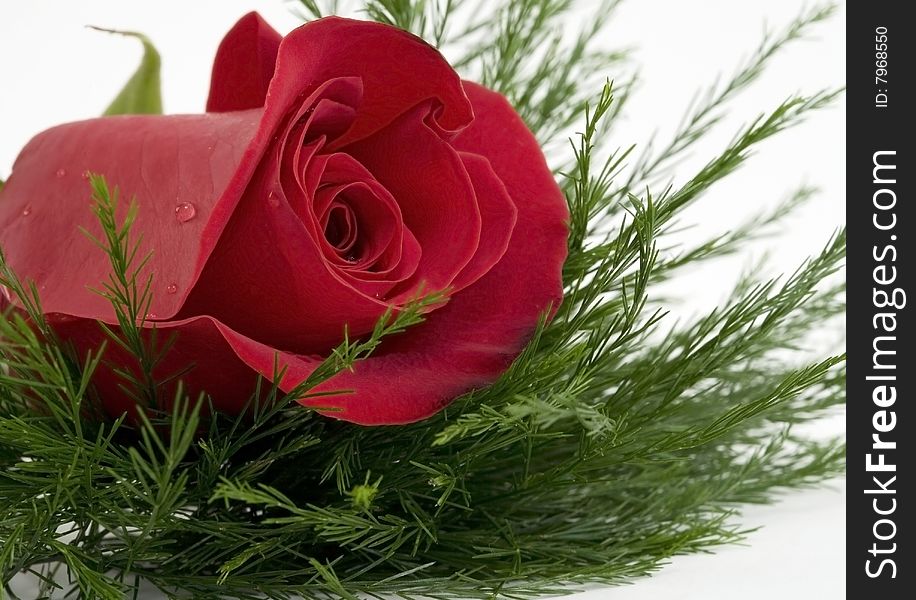 Red Rose for Various Holidays and Events