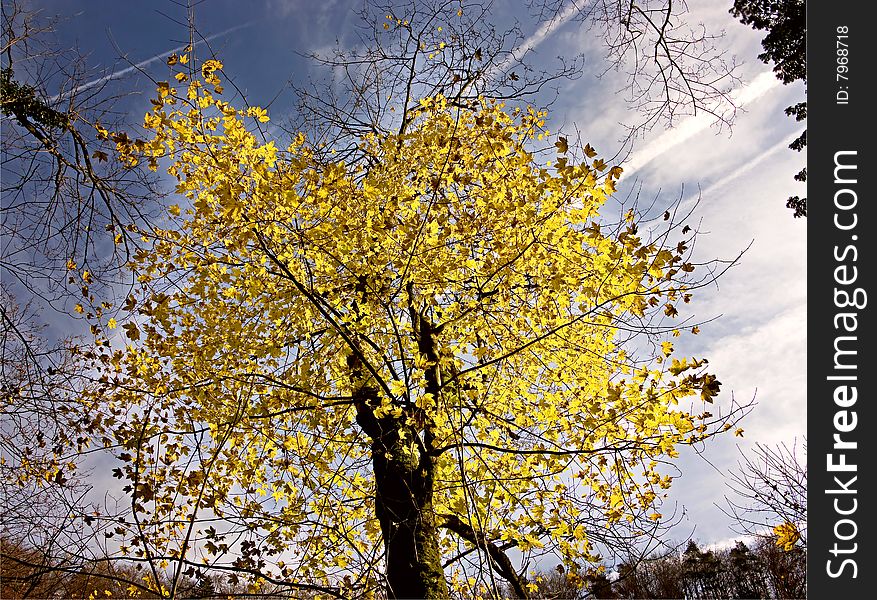 View of nice autumn tree. View of nice autumn tree