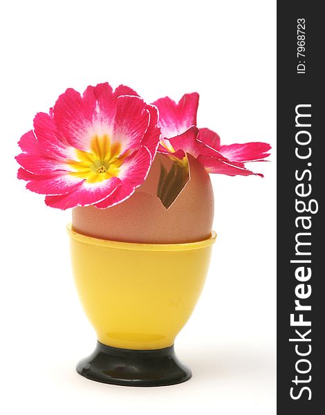 Easter pink flower and easter egg on white background.