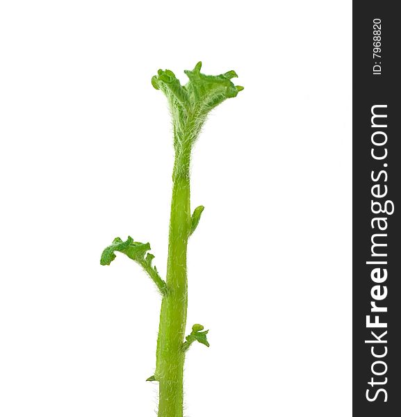 Young potato sprout on white background