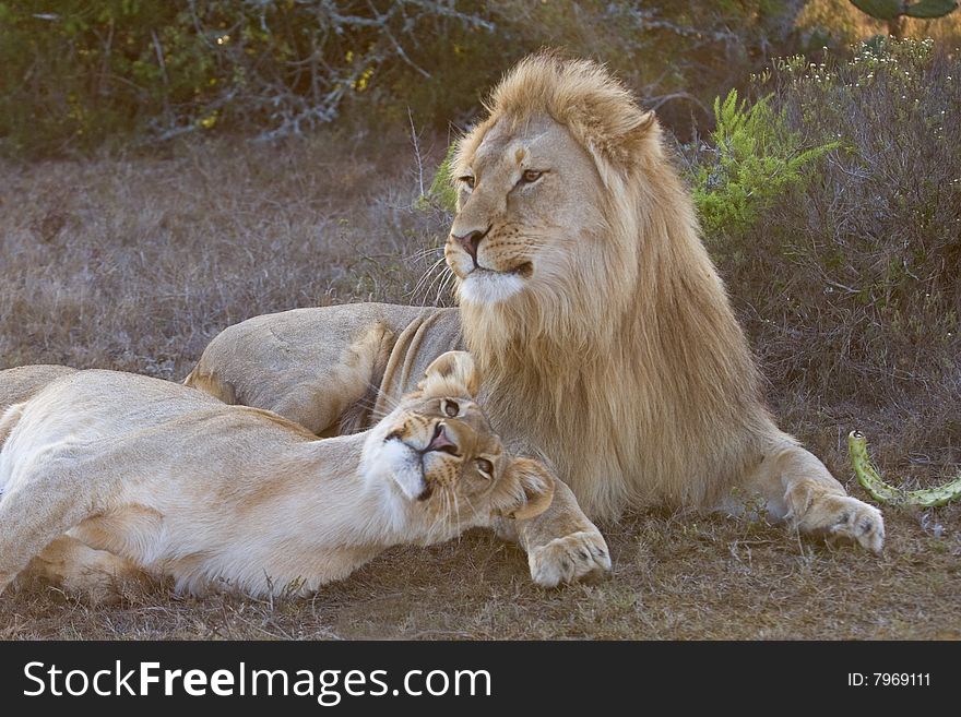 A brother and sister Lion greet each other. A brother and sister Lion greet each other
