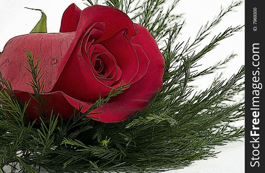 Red Rose for Various Holidays and Events