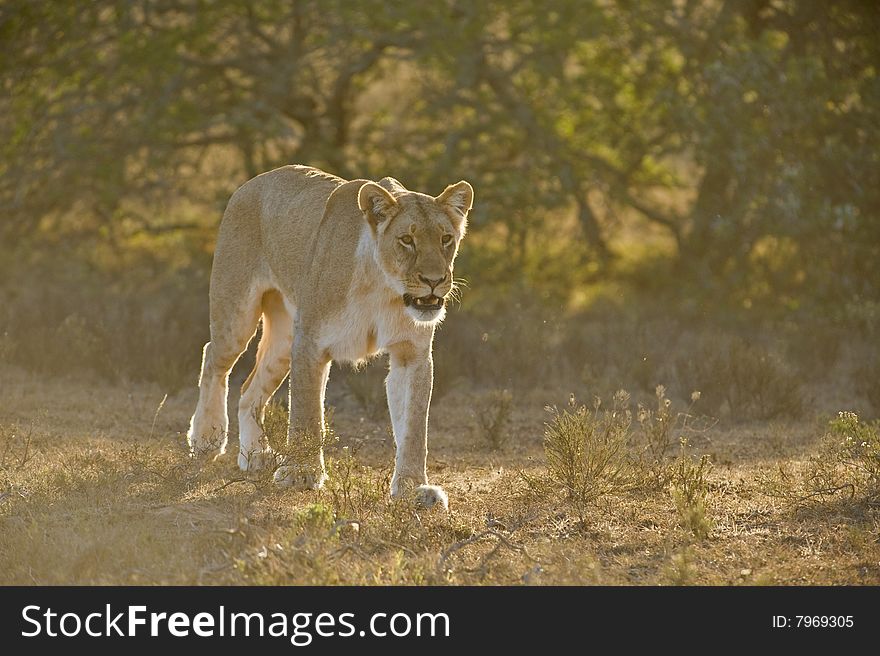 The Backlit Lioness hunts towards the Photographer. The Backlit Lioness hunts towards the Photographer