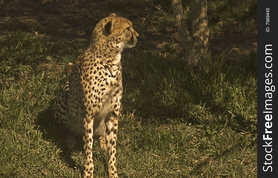 This is a picture of a cheetah. This is a picture of a cheetah