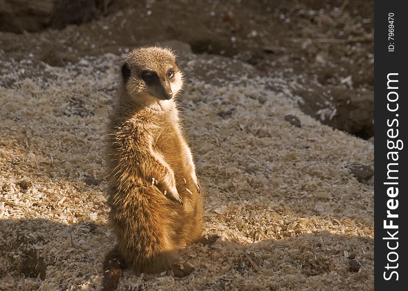 This is a picture of a meerkat