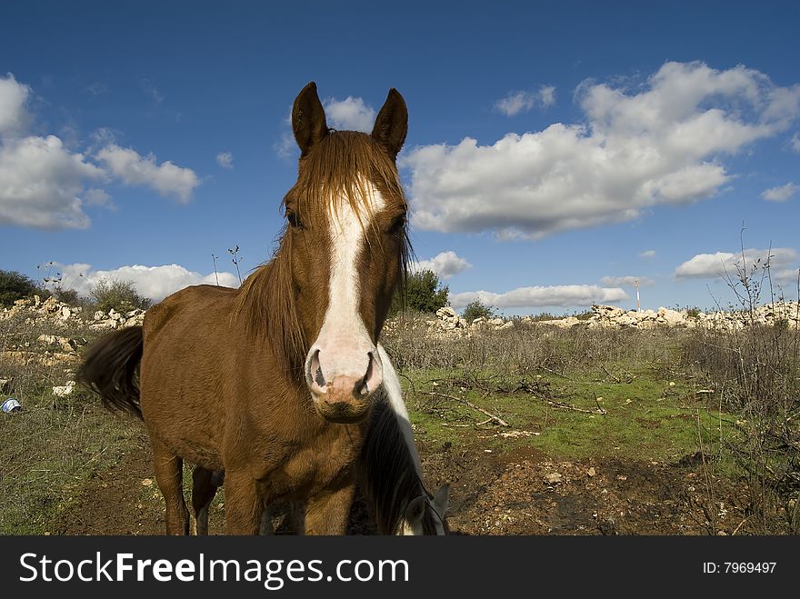 Horses quietly feed on the mountain pastures