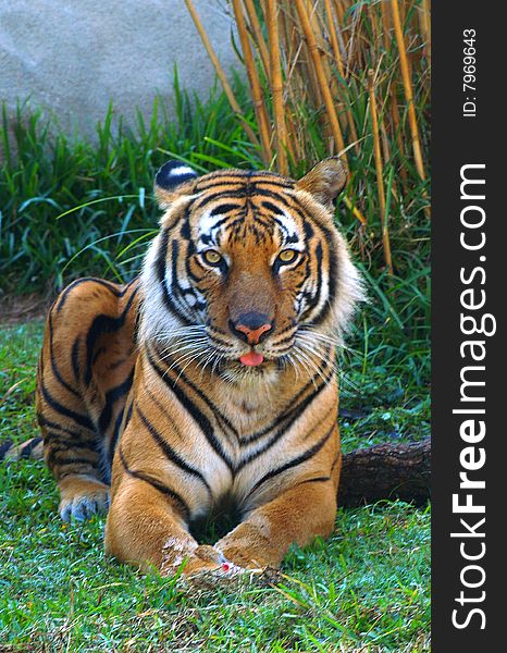 Orange tiger sitting in green grass